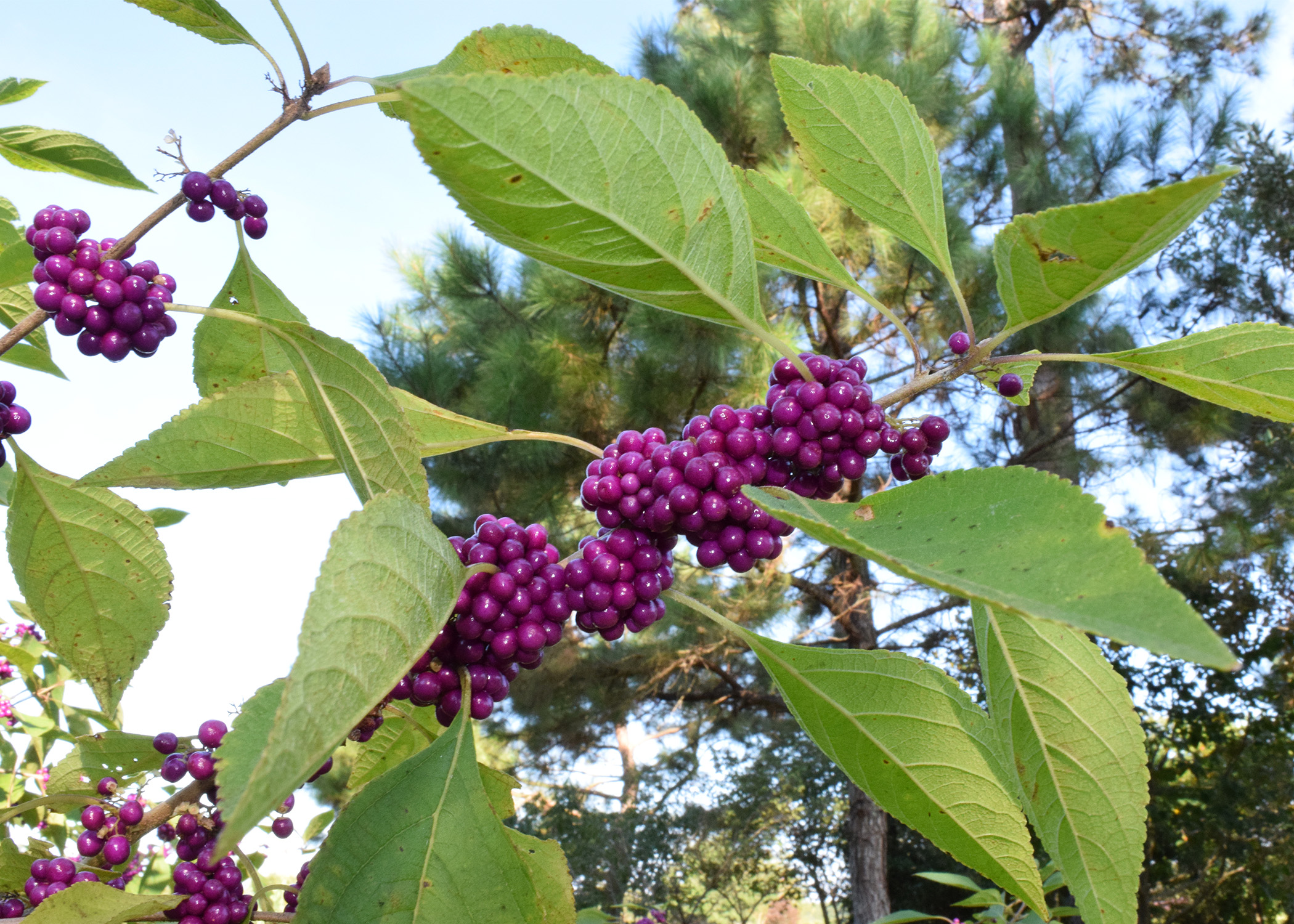 Callicarpa americanajpg